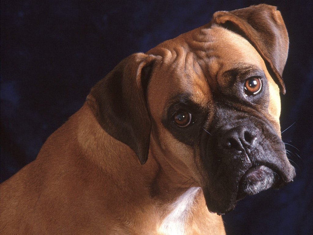 Pretty Please, Fawn and White Boxer